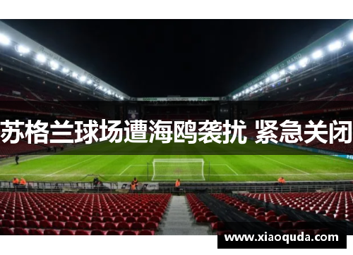 苏格兰球场遭海鸥袭扰 紧急关闭